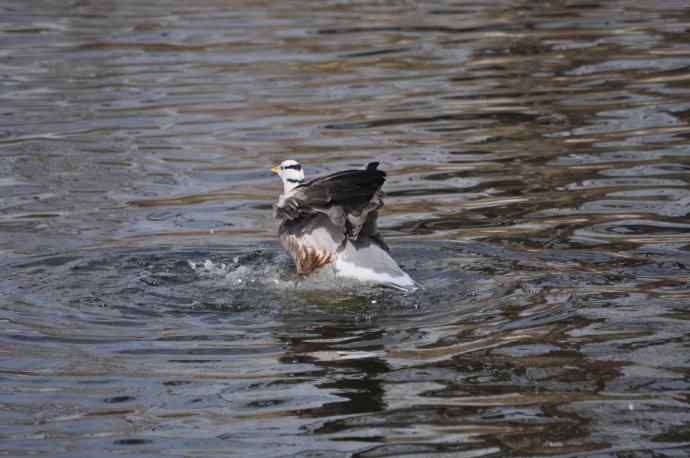 北京动物园的鸟类——斑头雁