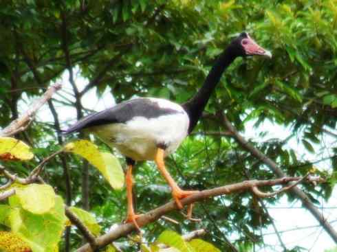 白头鸟系列：另类的美丽（斑胁草雁）