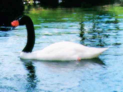 奇特的盔：黑颈天鹅