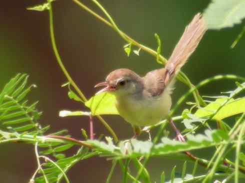 十大鸟类建筑师之四（扇尾莺、缝叶莺）