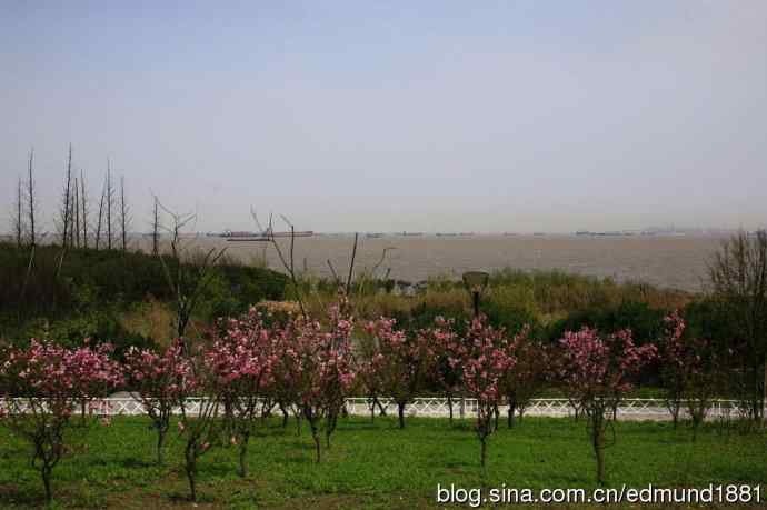 吴淞炮台湾湿地公园3月鸟况