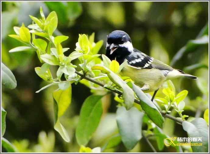一组鸟片（3月25日）