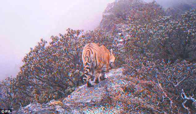 喜马拉雅山的老虎