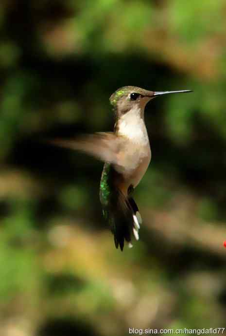 红玉喉北蜂鸟(4) 红玉喉北蜂鸟(4)