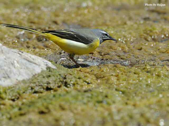 房山十渡(灰鹡鸰)
