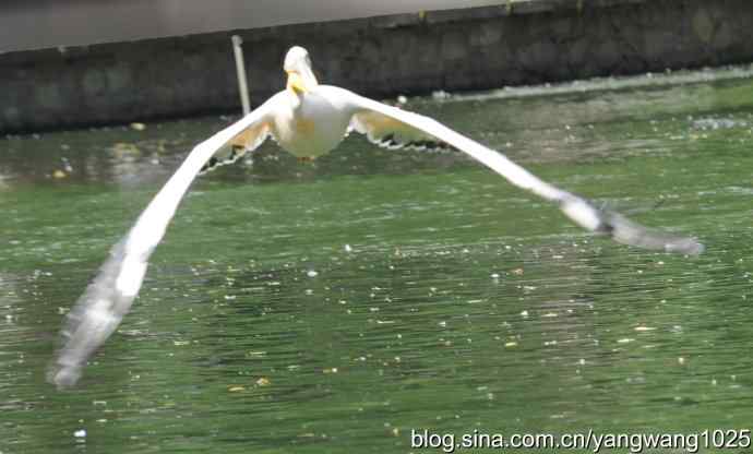 鹈鹕(抓拍) 鹈鹕(抓拍)