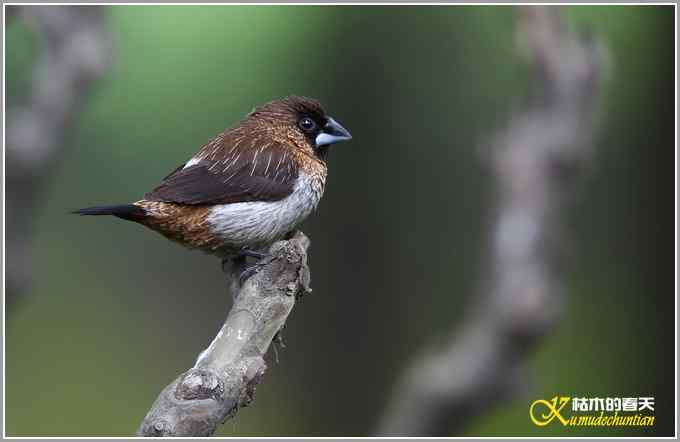 白腰文鸟一组【照片】