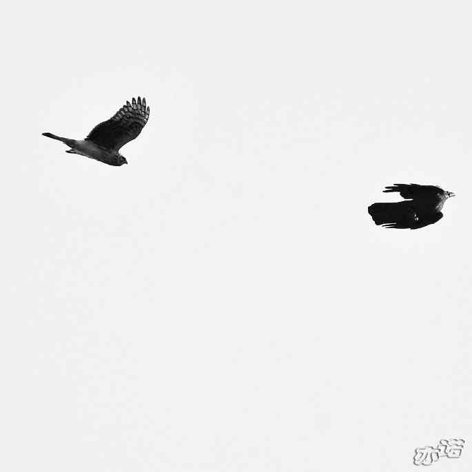 北京西山 wbr路 wbr拦路的乌鸦 北京西山 wbr路 wbr拦路的乌鸦