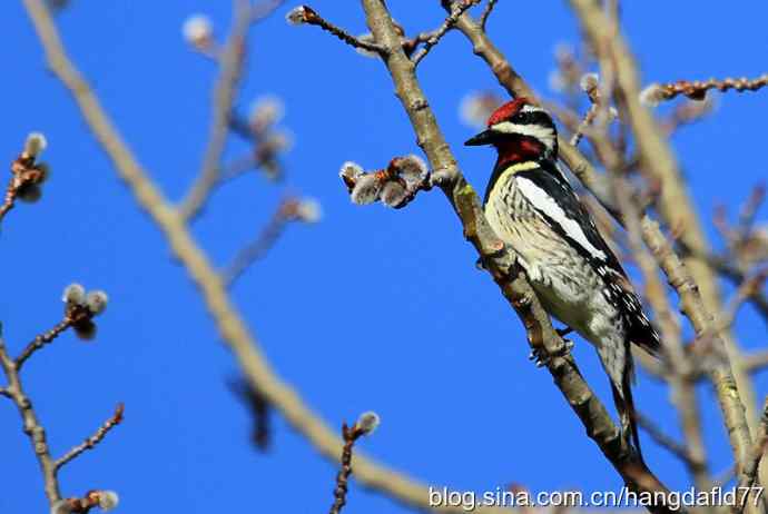 黄腹吸汁啄木鸟 黄腹吸汁啄木鸟