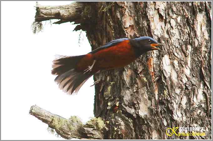记录高原山鹑&bull;矛纹草鹛&bull;栗腹矶鸫【照片】