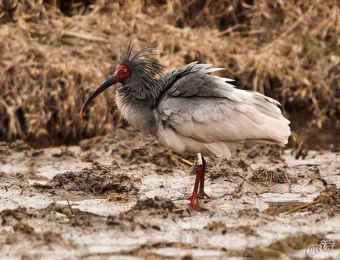 朱鹮&nbsp;wbr路&nbsp;wbr吉祥之鸟