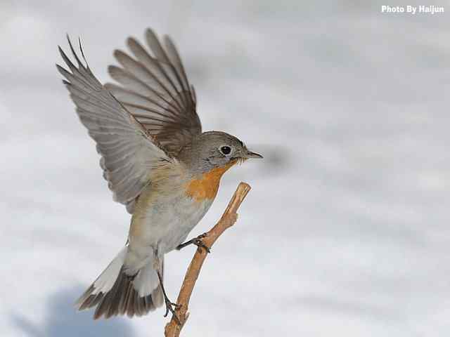 红胸姬鹟演绎冬天里的童话