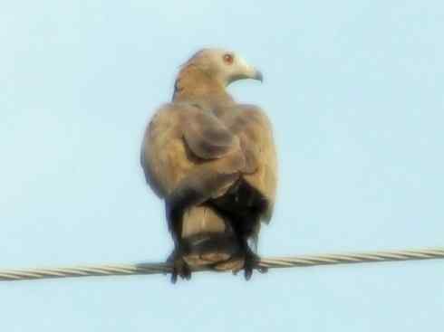 十大喜食蜂蜜动物:凤头蜂鹰 十大喜食蜂蜜动物:凤头蜂鹰