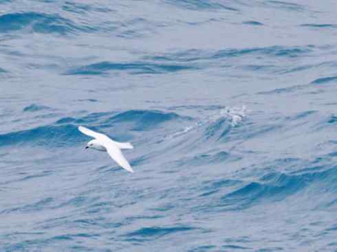 奇特的盔：雪海燕