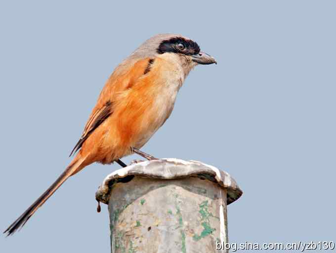 伯劳献瑞(组图) 伯劳献瑞(组图)