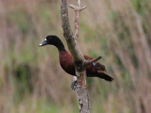 欣赏：美丽的栖鸭