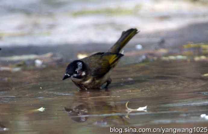 白头鹎bei（白头翁）