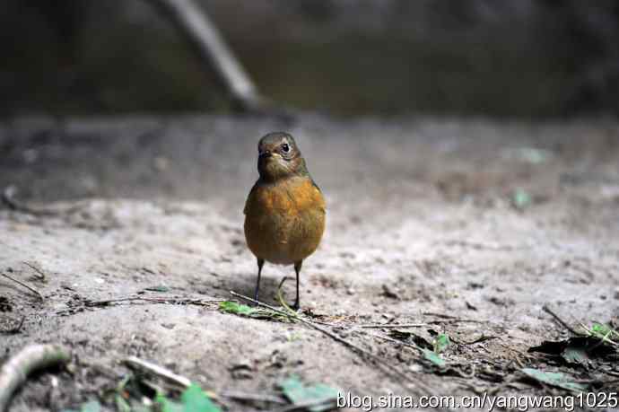 雌性北红尾鸲（2）
