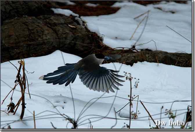 点击图片或使用键盘← →翻页