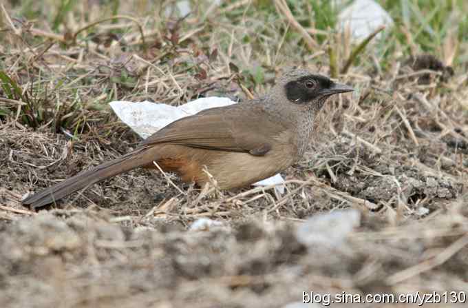 难拍的黑脸噪鹛(组图)