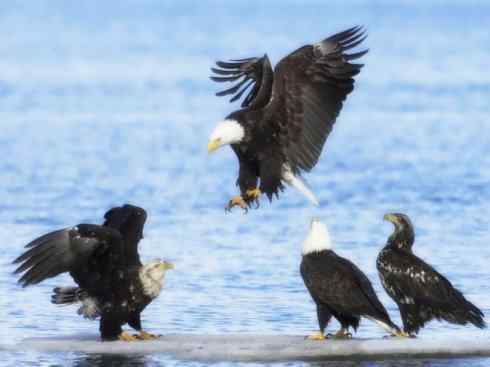 白头鸟系列：另类的美丽12