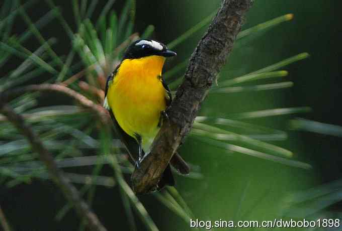 鸣音悦耳滴艳鸟--白眉姬鹟