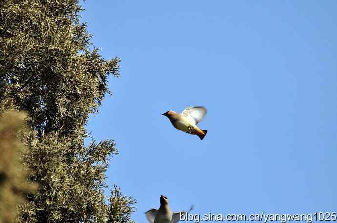 颐和园的收获(欢乐的太平鸟)1 颐和园的收获(欢乐的太平鸟)1