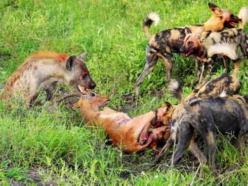 狈：传说的兽原型探秘（鬣狗）