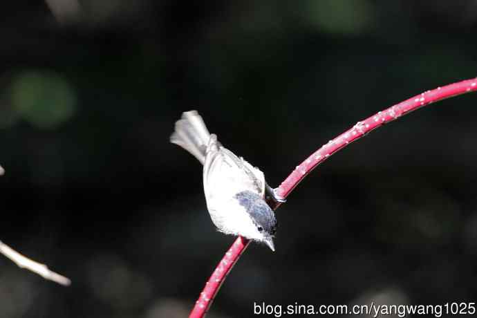 沼泽山雀(2) 沼泽山雀(2)