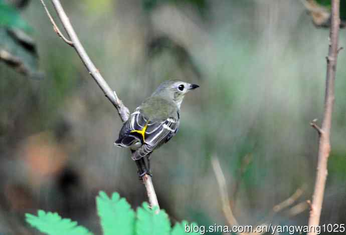 雌性白眉姬鹟（9）