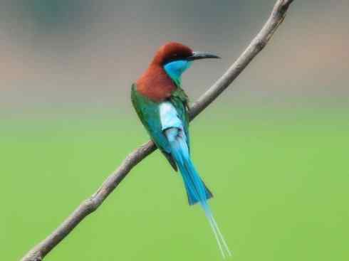 绝色攀禽：佛法僧目之蜂虎2