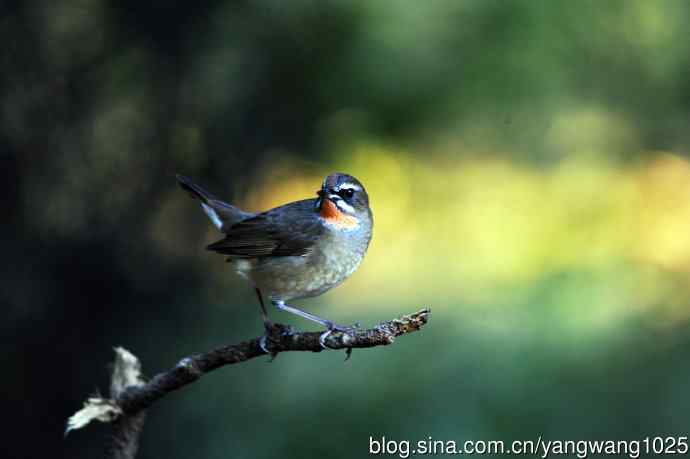 红喉歌鸲（15）