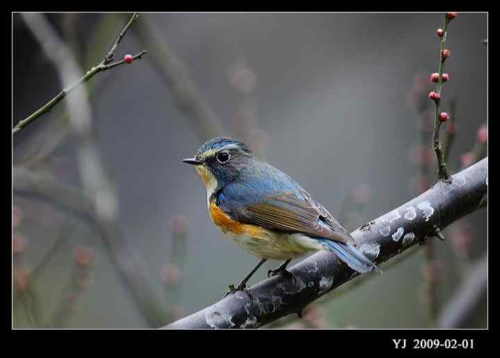 武汉观鸟会初级观鸟讲座[第12课]——早春踏青