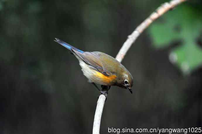 雌性红胁蓝尾鸲（59）