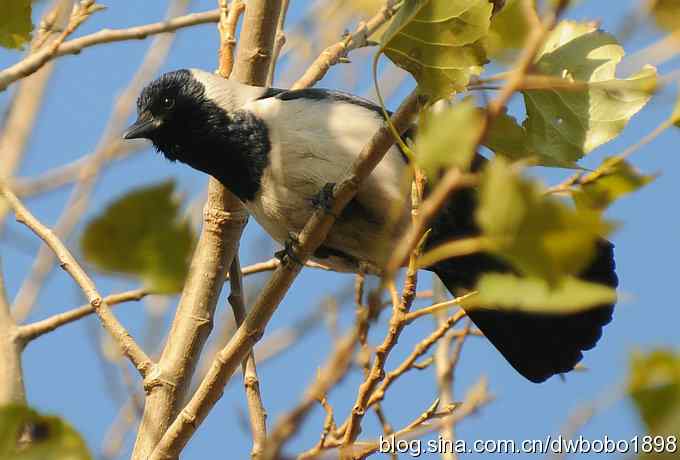 初冬沙河 wbr寒鸦满天