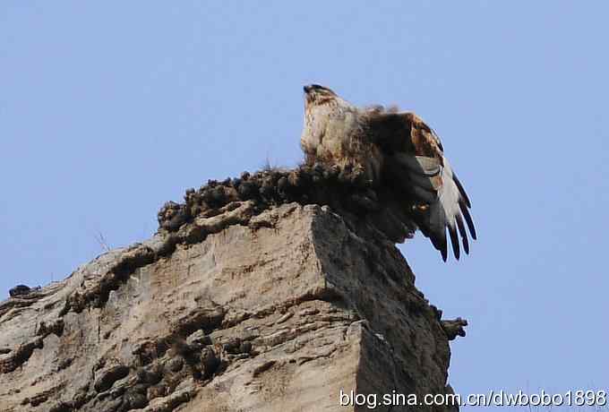 山光悦鸟性 wbr偶心竞翔飞 山光悦鸟性 wbr偶心竞翔飞