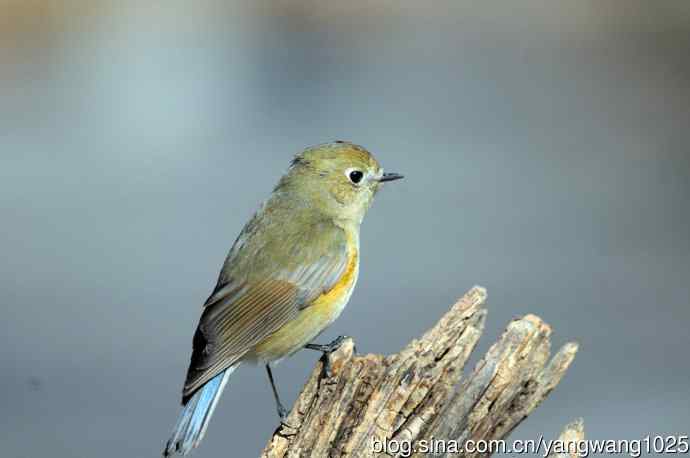 雌性红胁蓝尾鸲（28）