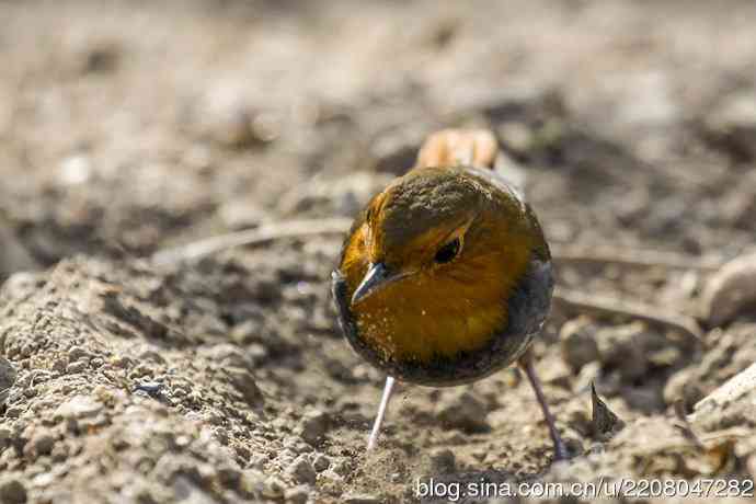 打鸟归来收获多多   (5）日本歌鸲