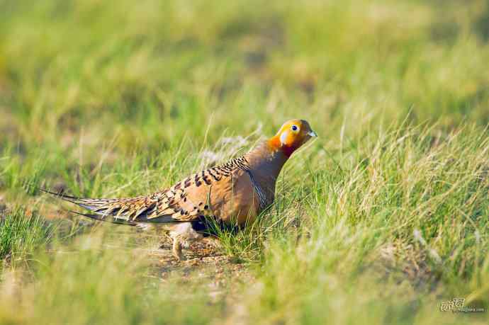 小嘴小脚——毛腿沙鸡