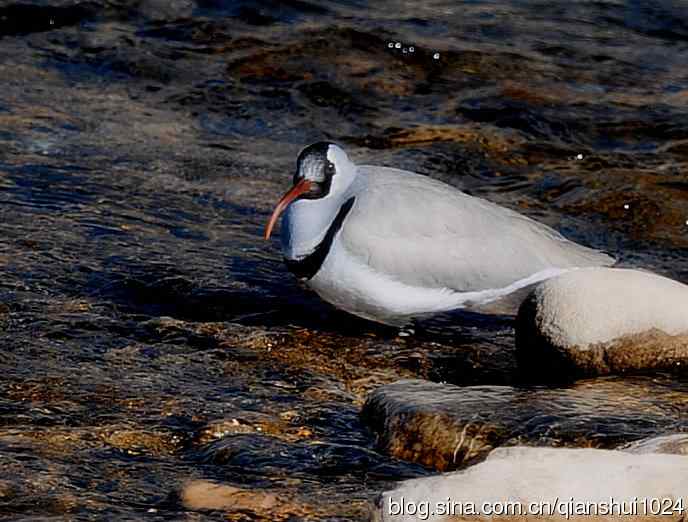 晒鸟儿红嘴蓝鹊和鹮嘴鹬