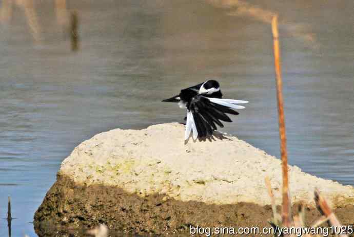 湖畔的白鹡鸰 wbr1