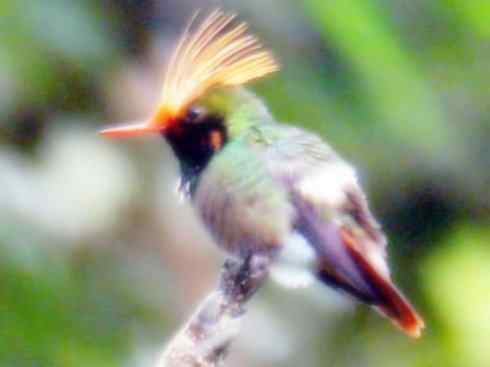 雀鸟也彪悍：别拿豆包不当干粮（蜂鸟）