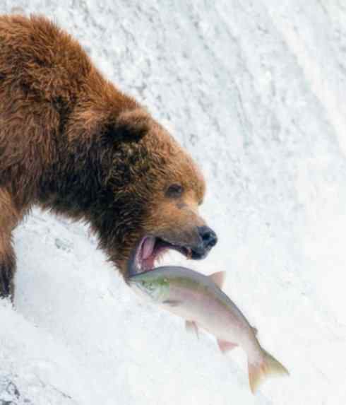 自然奇观：动物大迁徙(大马哈鱼)