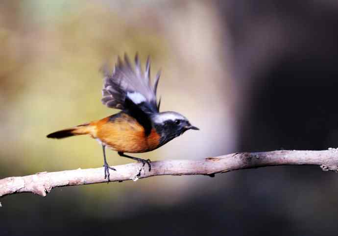 雄性北红尾鸲（7）