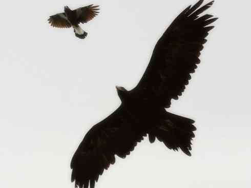 雀鸟也彪悍：战斗机（黑背钟鹊）