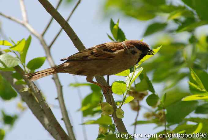朱雀和北宫的鸟