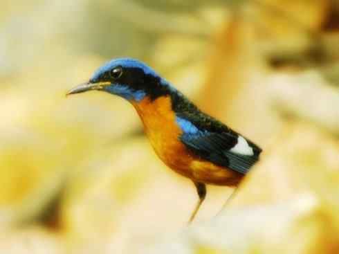 美丽无罪：雀鸟之矶鸫