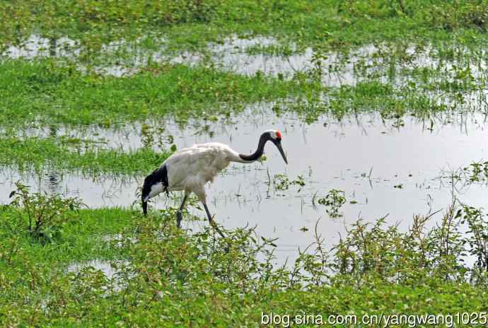 北京麋鹿苑的鸟类——悠闲的丹顶鹤