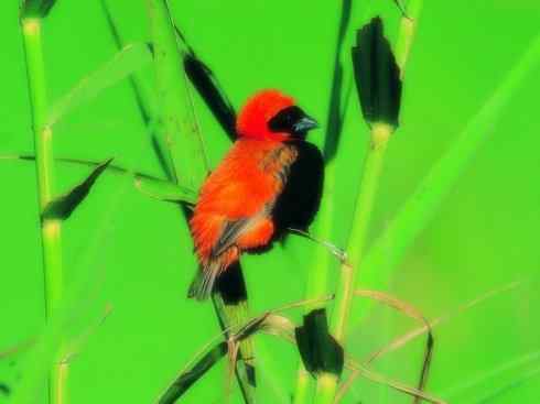 十大鸟类建筑师之二（织布鸟、维达雀）