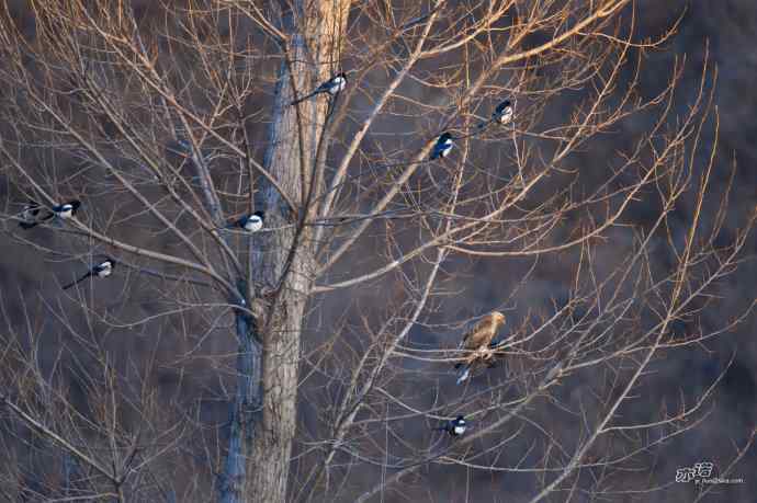 喜鹊鲜为人知的一面——顽强的领地捍卫者